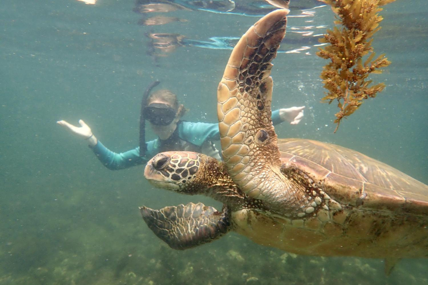 一名<a href='http://ak93yv.shanghaisaifu.com'>全球十大赌钱排行app</a>学生在Galápagos群岛游学途中与一只巨龟游泳.